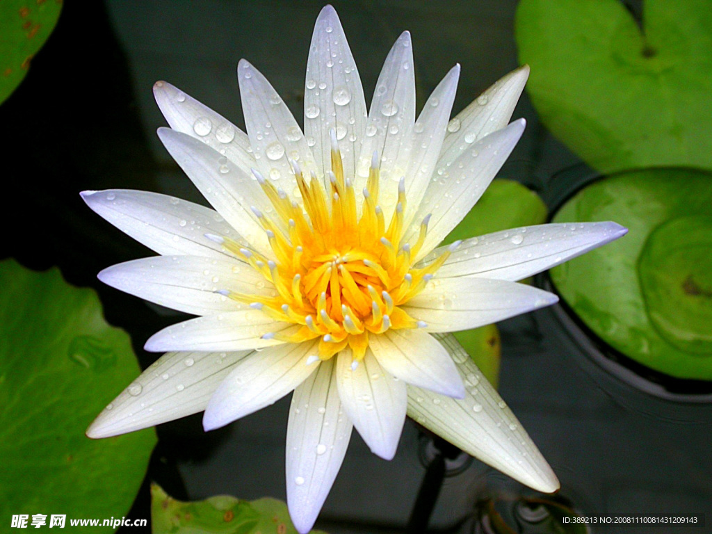 莲花
