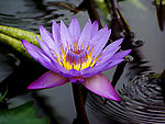 莲花