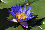 莲花