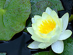 莲花