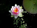 莲花
