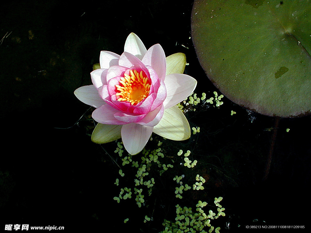 莲花