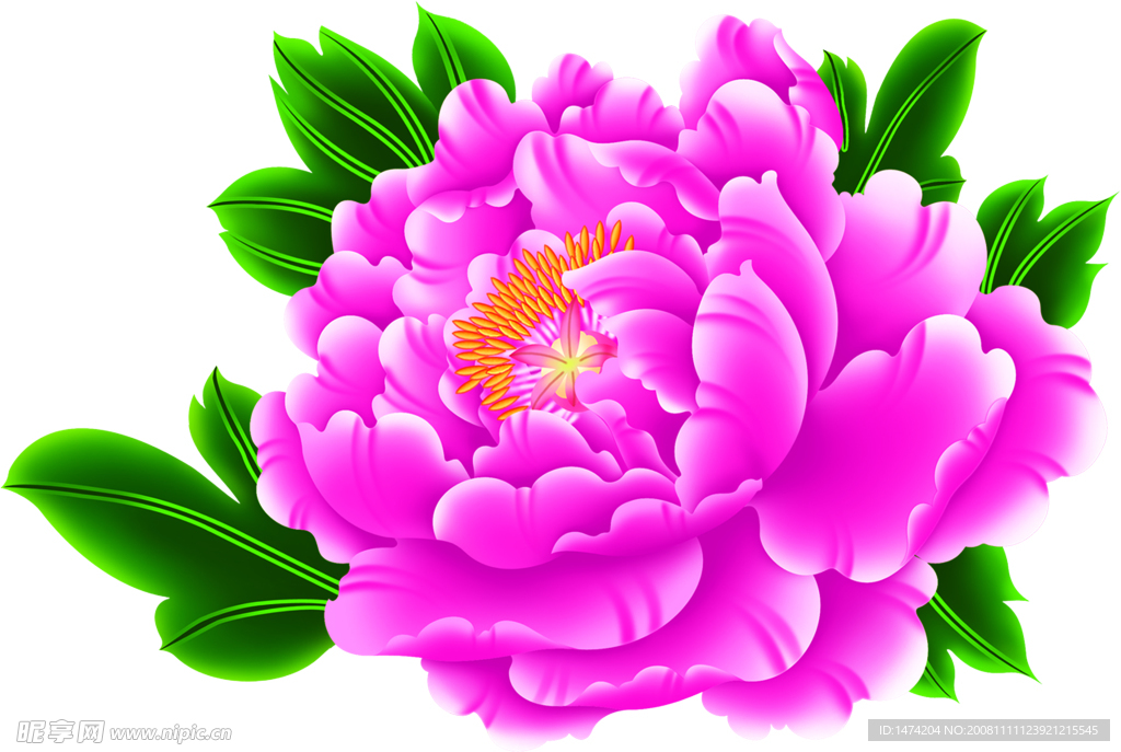 牡丹花