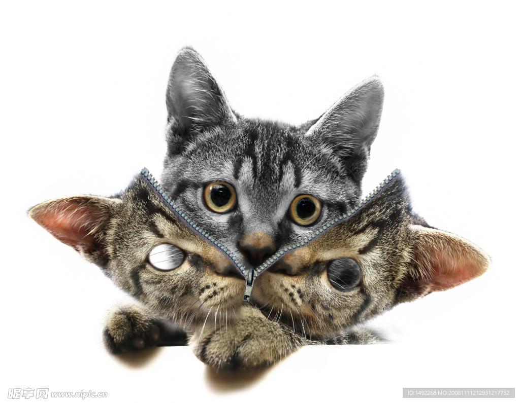 披着猫皮的猫