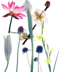 分层花