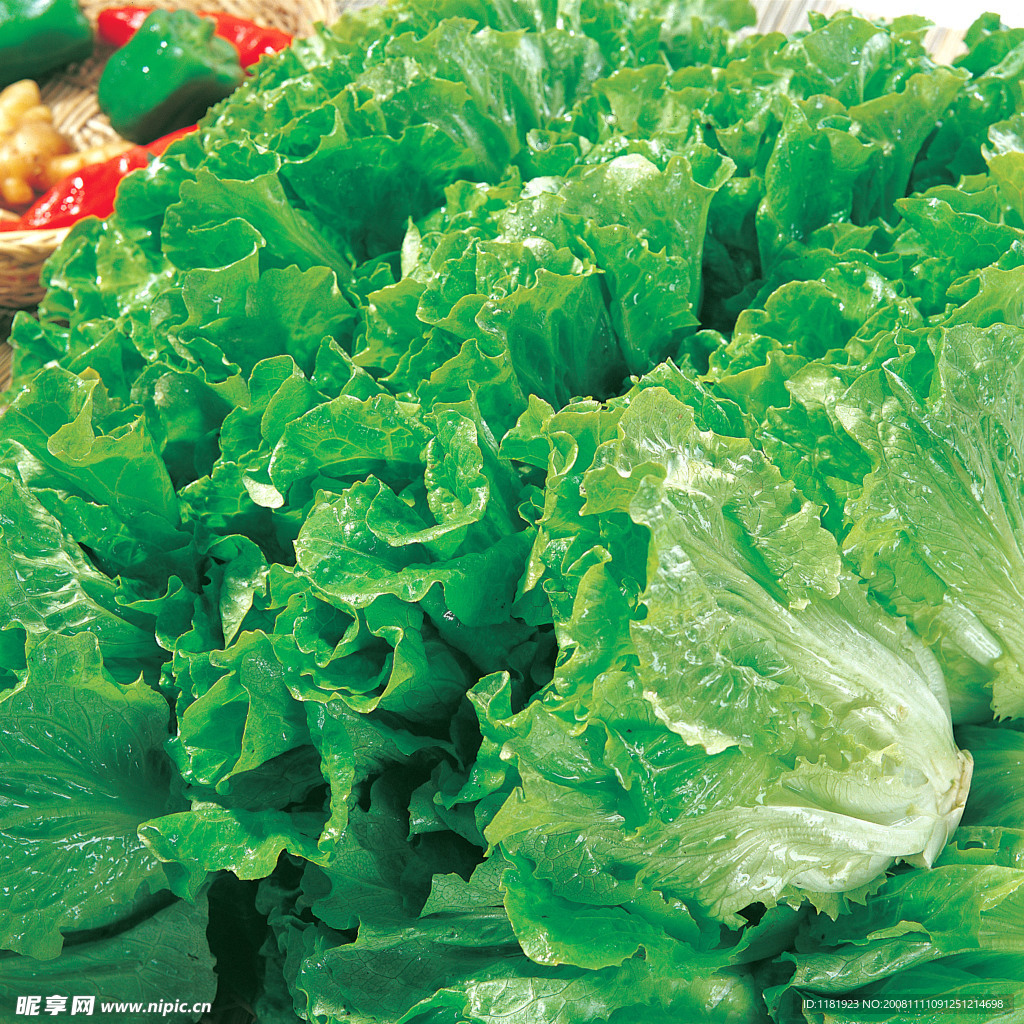 生菜