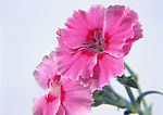 花卉 粉红色花