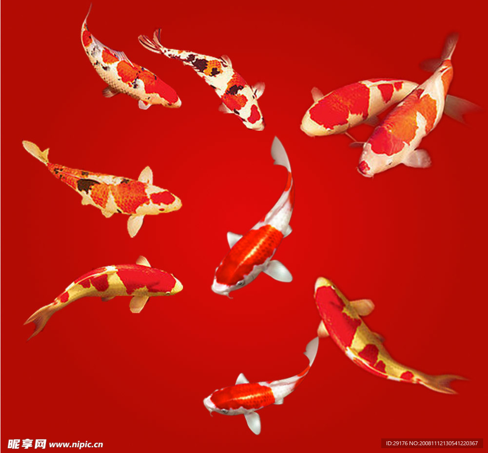 金鱼
