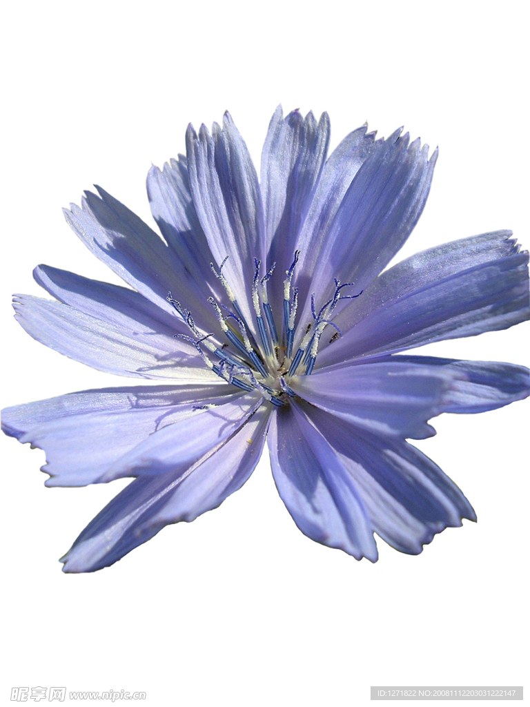 花朵素材
