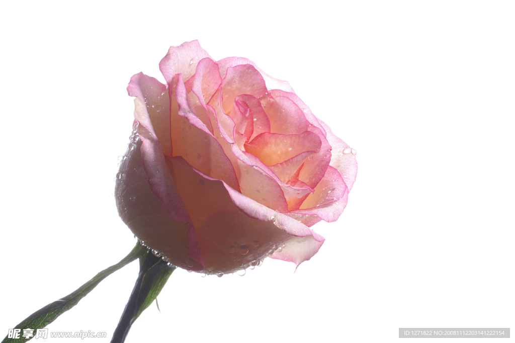 一朵花