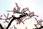 旅游摄影 桃花 花