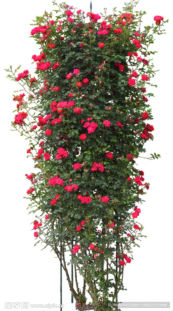月季花