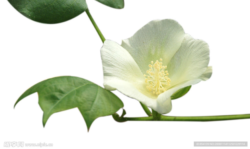 棉花