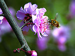 摄影 桃花 蜜蜂