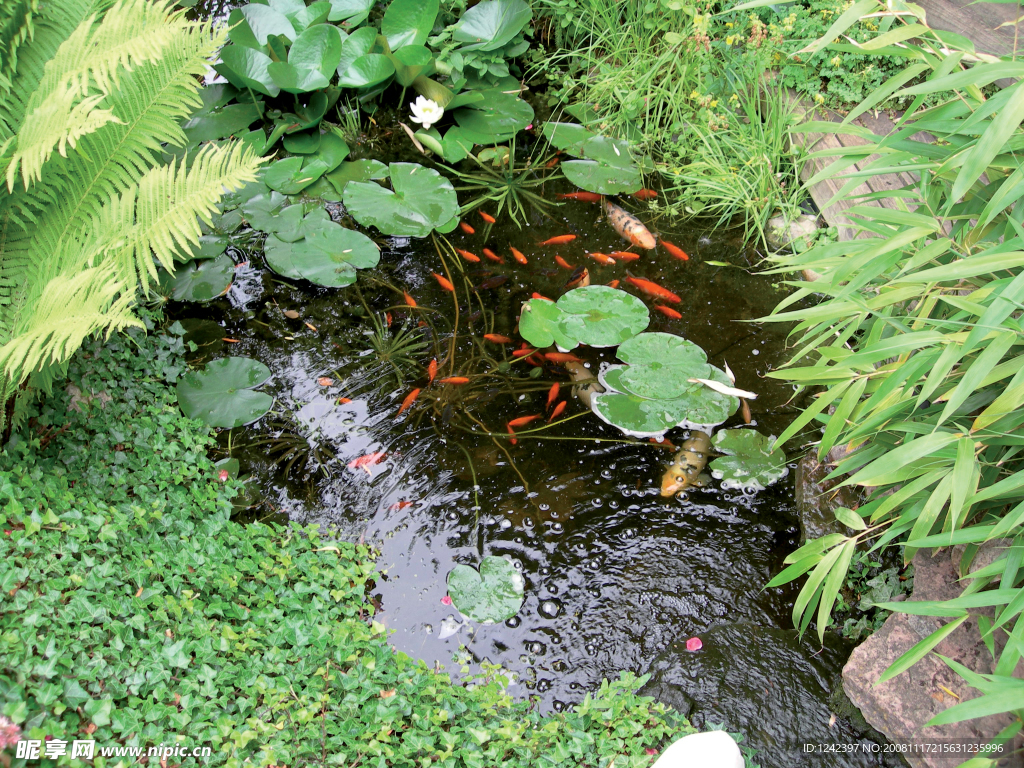 鲤鱼池塘