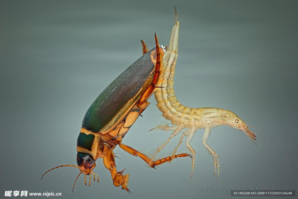 水生昆虫