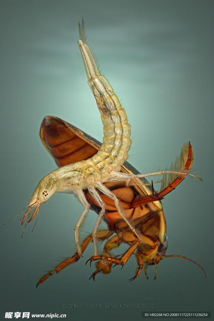水生昆虫