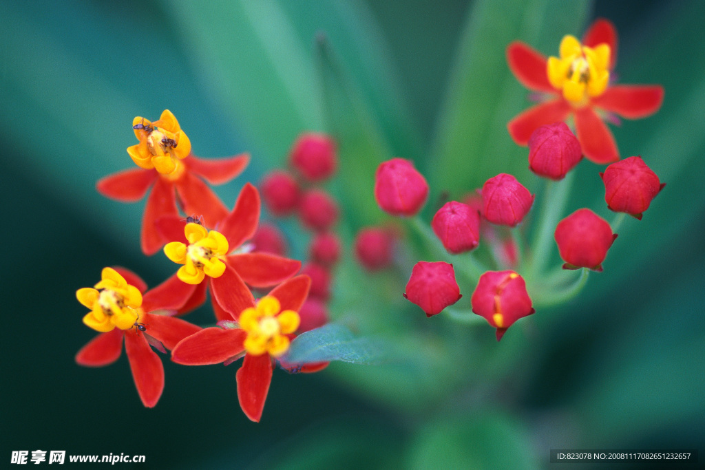 黄色的花蕊  红色的花