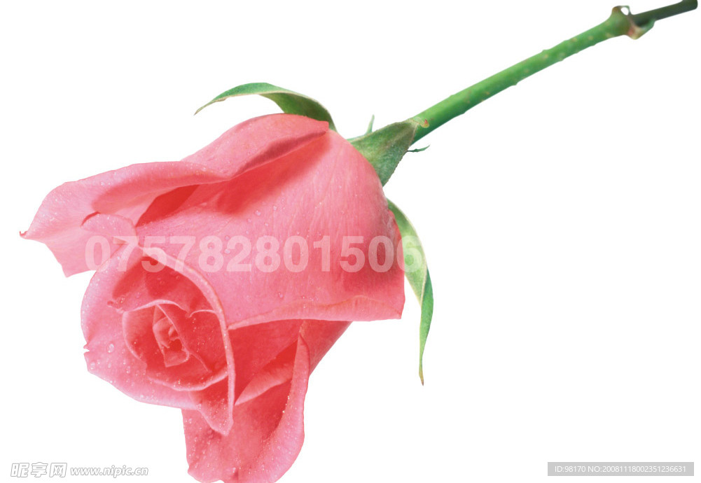 玫瑰花