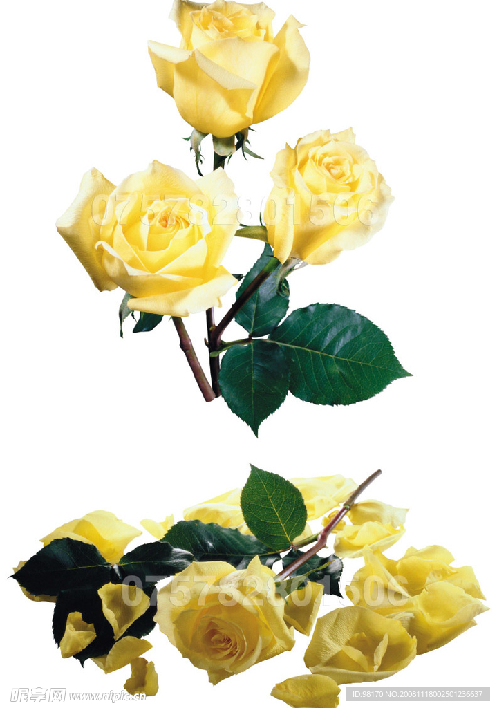 玫瑰花