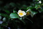 天台山 山茶花