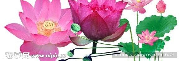 超高清荷花 莲花