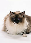 猫咪