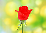 花卉 红玫瑰