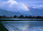 稻田与彩虹