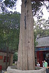 崂山老树
