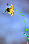 蜜蜂采蜜