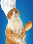 猫厨师