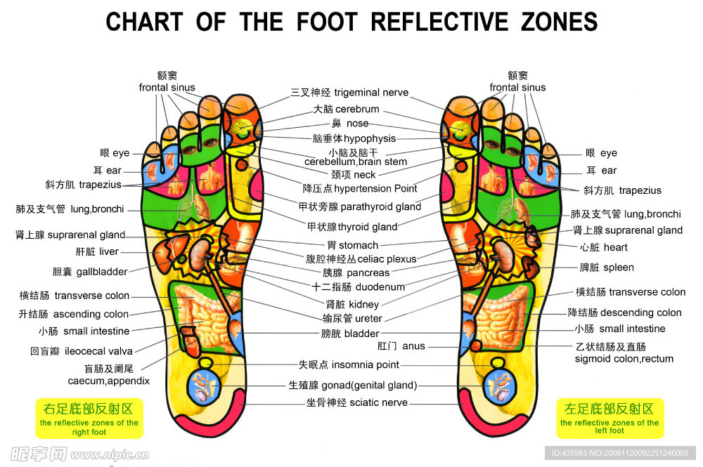 足底反射图