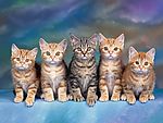 5只并排小猫