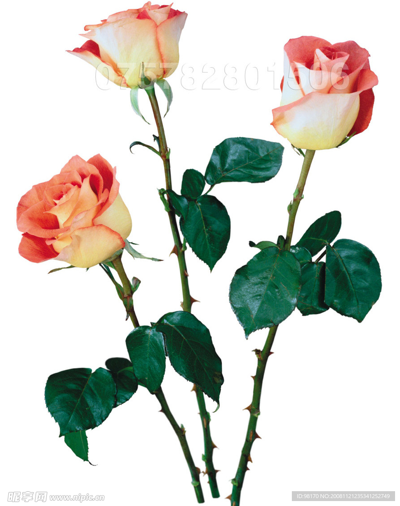 玫瑰花