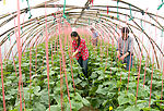 大棚  蔬菜