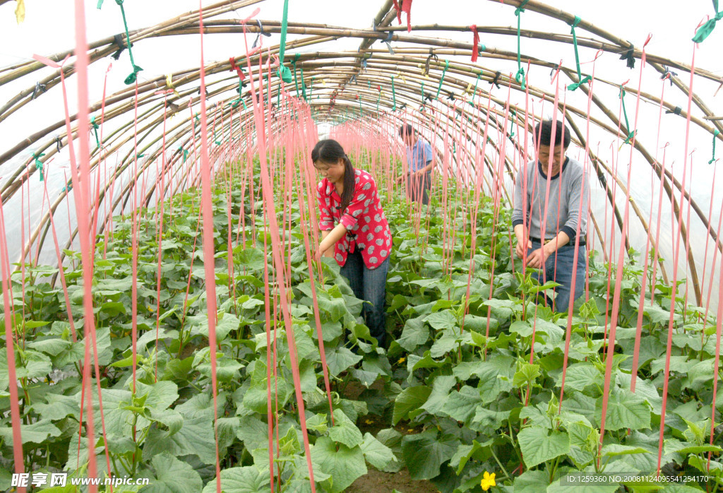大棚  蔬菜