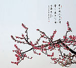 桃花 摄影 艳丽 诗