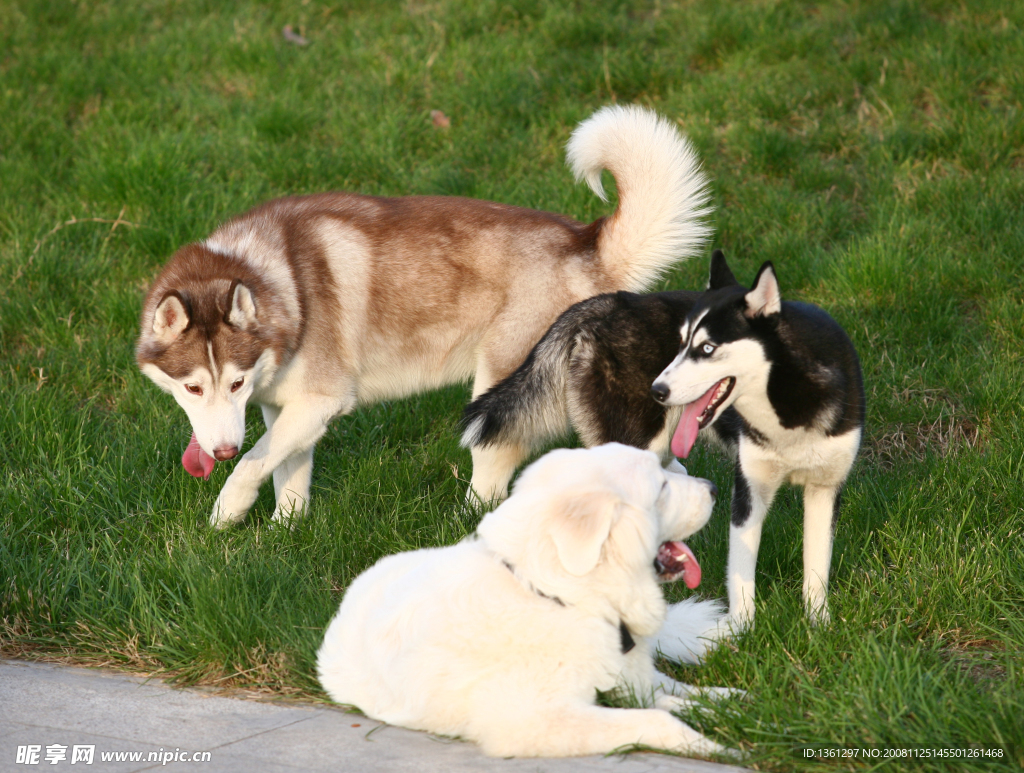 名犬