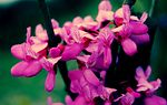 紫花