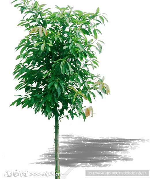 木荷