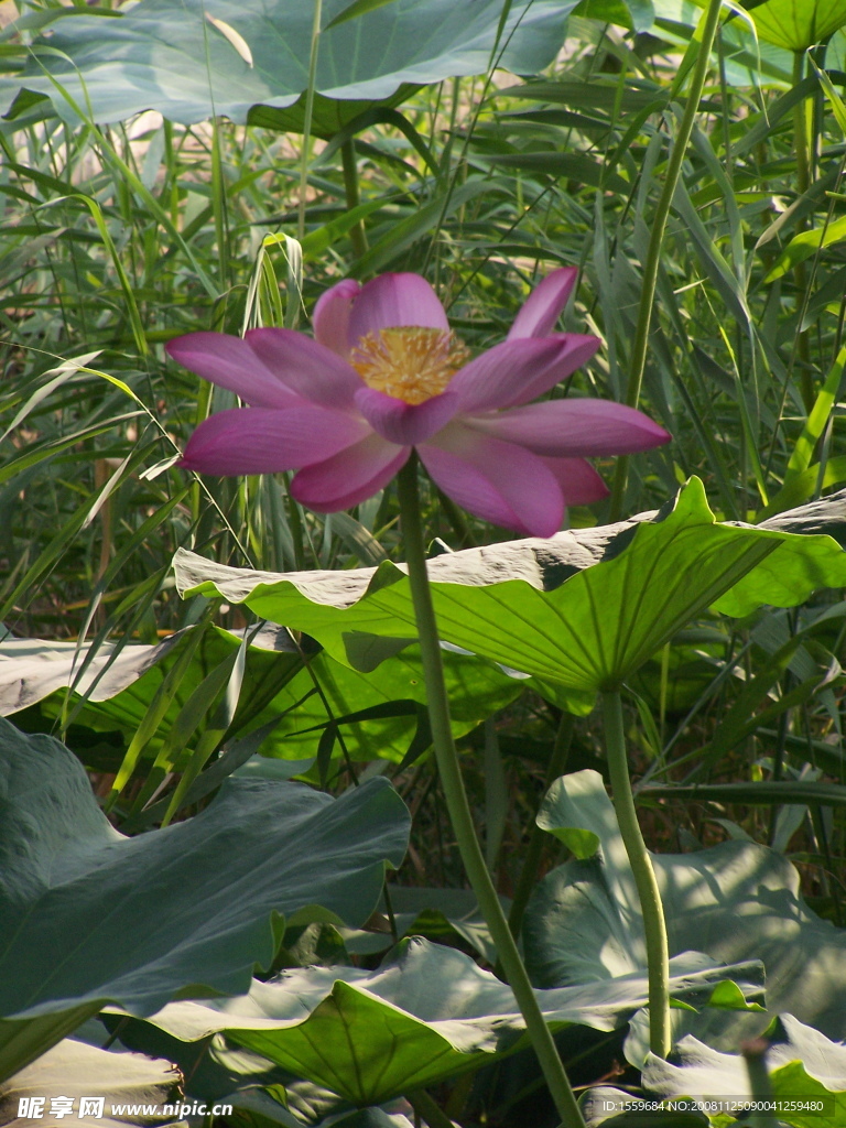 荷花