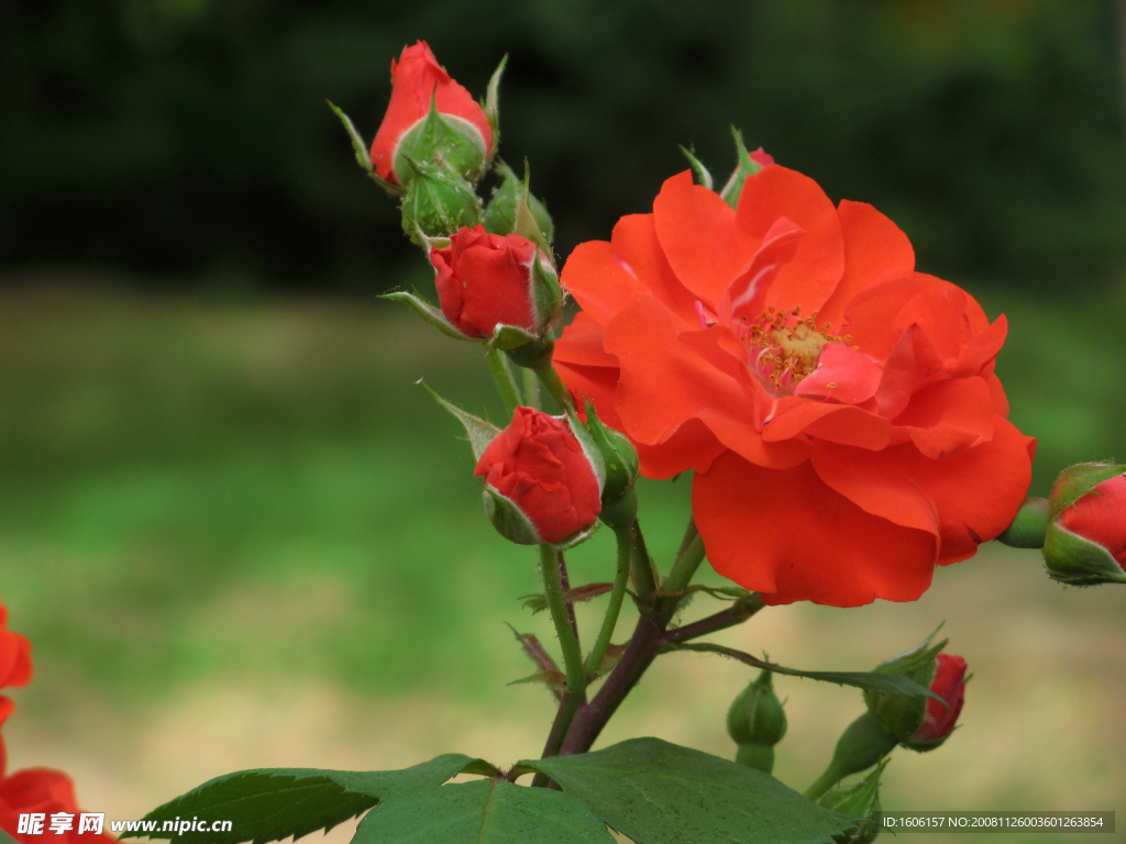 月季花