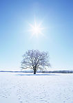 雪地里的小树图片