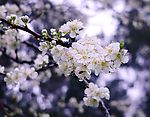 梨树花开