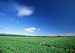 陆地旷野