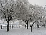 雪景柳树