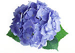 八仙花