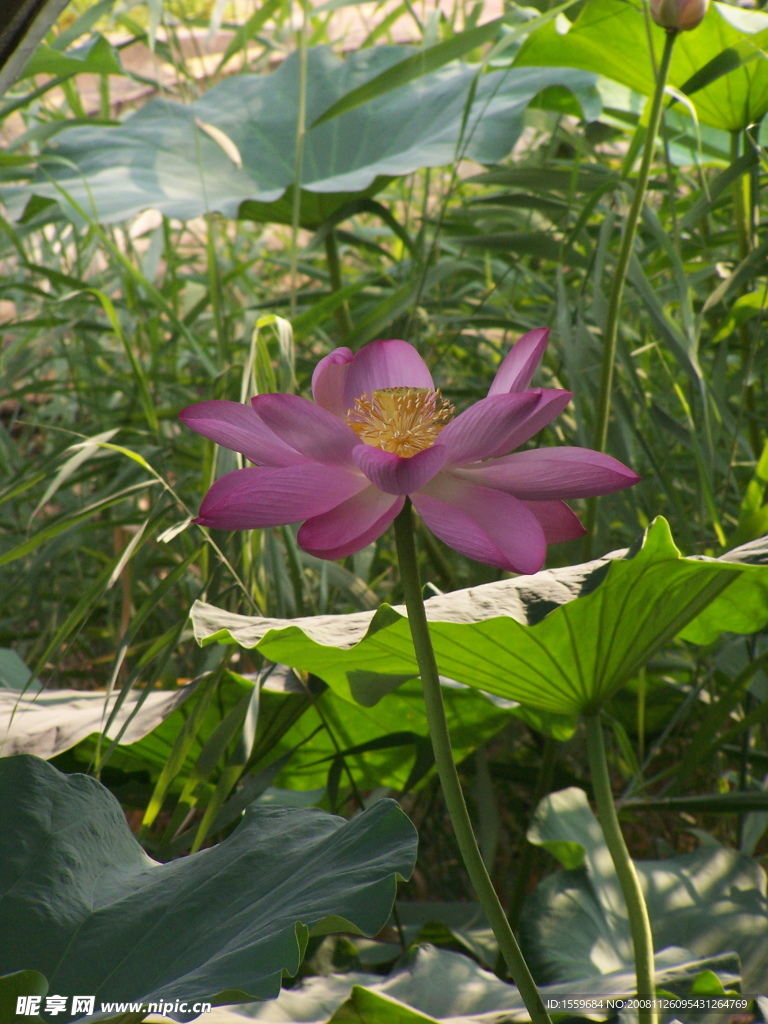荷花