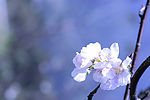 美丽樱花摄影图